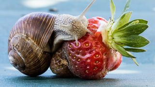 Cum să scapi de melcii de grădină rapid și fără chimicale: trucul cu bere testat de grădinari