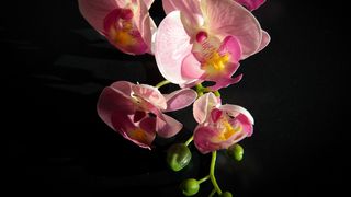 Plante de interior despre care se crede că aduc noroc&nbsp;