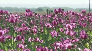 VIDEO &bdquo;E ceva ce nu am mai &icirc;nt&acirc;lnit p&acirc;nă acum&rdquo;. Atrași de frumusețea macilor mov