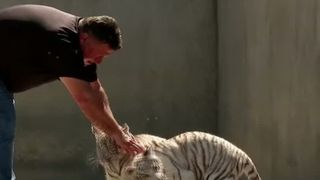 VIDEO Zara și Tora, puii de tigru alb de la Grădina Zoologică din Craiova, au trecut de la biberon la carne