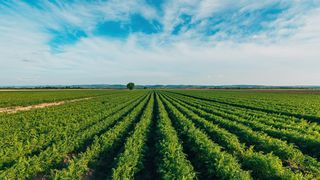 VIDEO &bdquo;Am venit pentru treabă&rdquo;. Nepalezii care culeg viitorul