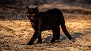 Vineri, 13 iunie 2025, zi cu ghinion