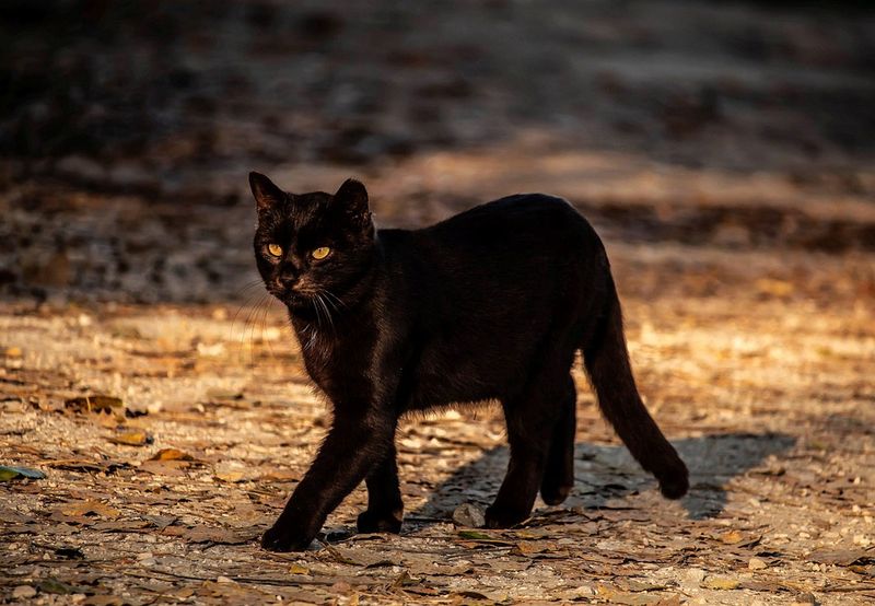 Vineri, 13 iunie 2025, zi cu ghinion