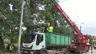 VIDEO Furtuna a lovit &icirc;n &bdquo;plopii fără soț&rdquo;