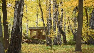 Cea mai frumoasă pădure din județul Neamț