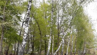 Cea mai frumoasă pădure din județul Neamț