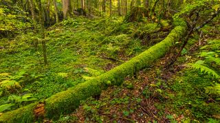 Pădurea Codrii Seculari de la Slătioara - județul Suceava