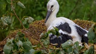 VIDEO Puii de barză, supravegheați de autorități