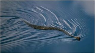 Invazie de șerpi de 2 metri în apele unei stațiuni de la Marea Mediterană. Mulți turiști și-au anulat concediile