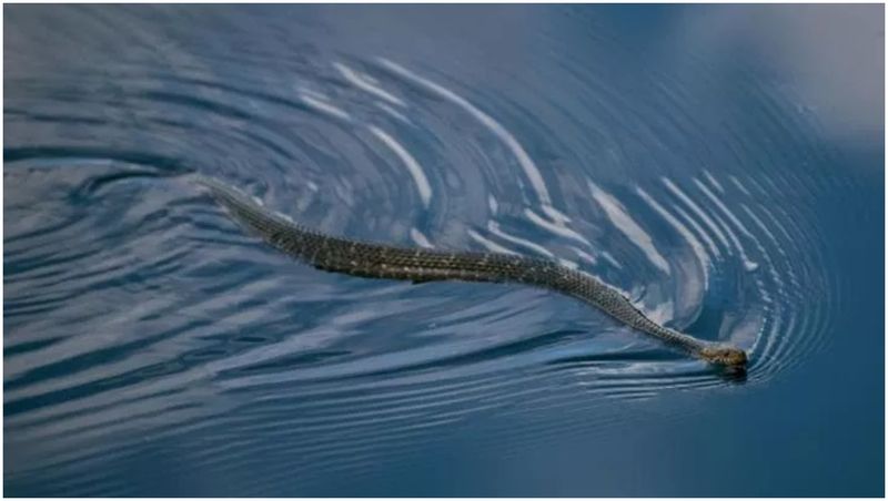 Șerpi uriașe în Marea Mediterană