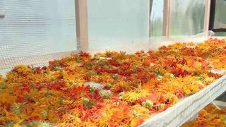 VIDEO &bdquo;Muncim foarte bine cu ea&rdquo;. Grădina parfumată și visul nepalezilor din Buzău