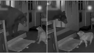 VIDEO Ursul și câinele au dat nas în nas