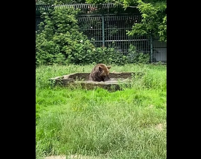 Ursul Balu de la Grădina Zoologică din Rădăuți - județul Suceava
