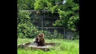 Ursul Balu de la Grădina Zoologică din Rădăuți - județul Suceava