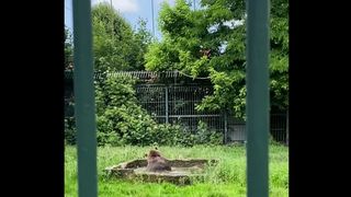 Ursul Balu de la Grădina Zoologică din Rădăuți - județul Suceava