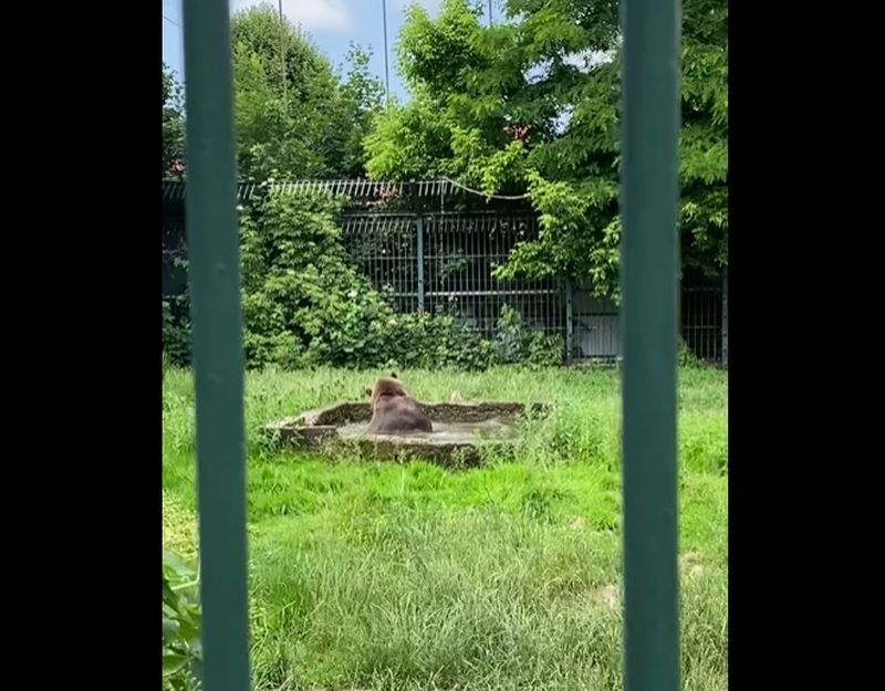 Ursul Balu de la Grădina Zoologică din Rădăuți - județul Suceava