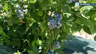 Afinele oltenești, primele din Europa