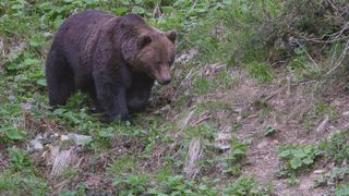 VIDEO Urși alungați cu odorizante parfumate