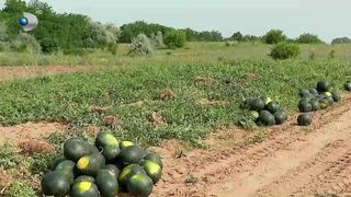 VIDEO &bdquo;Prețul este destul de ok&rdquo;. Primele lubenițe au ajuns &icirc;n București