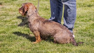 VIDEO Cățeii din rasa Teckel, paradă impresionantă