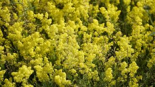 Mesaje de Sânziene 2025: Urări frumoase de pus pe rețelele sociale