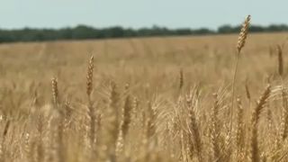 VIDEO Gr&acirc;ul rom&acirc;nesc, recoltă istorică