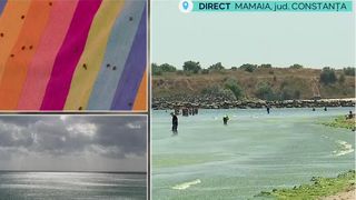 VIDEO Invazie de gărgărițe pe litoral! Oamenii sunt nemulțumiți