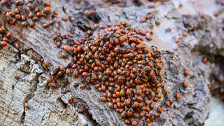 VIDEO &bdquo;Gărgăriță riță&rdquo;, pleacă-n poieniță, nu pe plajă! Invazia de insecte alungă turiștii