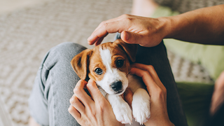 VIDEO Pui de cățel de două luni, aruncat de la etaj din gelozie