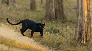 VIDEO Pantera evadată, aproape de granița României