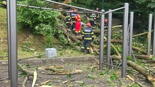 copac cazut, brasov, incident grav