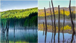 Lacul ”horror” din județul Neamț: Apa a inundat o pădure, iar trunchiurile copacilor creează un peisaj misterios