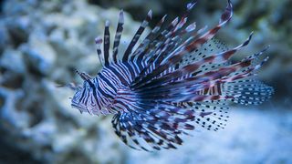 Invazie de creaturi veninoase în Marea Mediterană, din cauza valului de caniculă