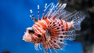 Peștele-leu, tot mai prezent în Grecia