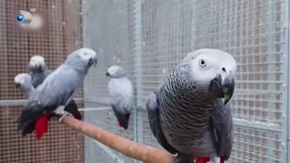VIDEO Papagalii care înjură vizitatorii, puși în cuști diferite