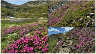 Imagini impresionante din Maramureș: Munții Rodnei „au devenit roz”