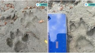 &Icirc;n căutarea panterei negre