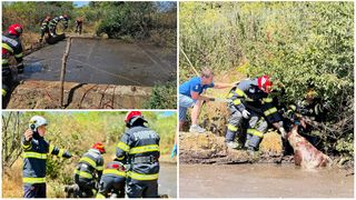 Un bărbat a murit &icirc;necat, &icirc;n timp ce &icirc;ncerca să salveze un vițel dintr-o fosă de decantare