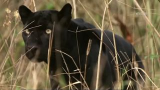 VIDEO &bdquo;Părea imensă&rdquo;. Pantera din boscheți bagă Giurgiu-n sperieți