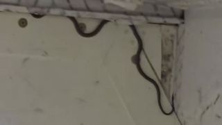 sarpe in avionul de pasageri