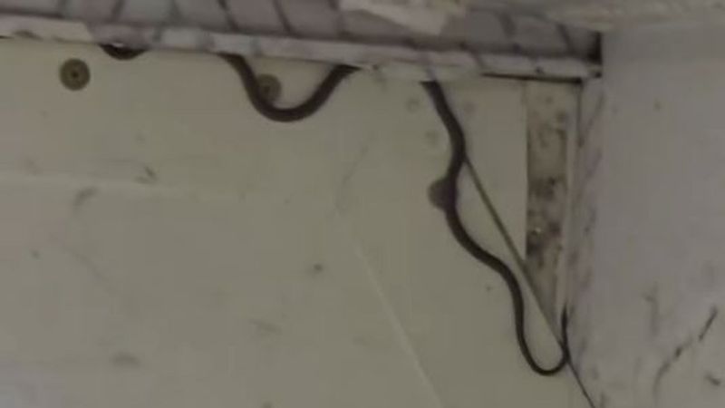 sarpe in avionul de pasageri