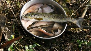 Păstrăvării Maramureș