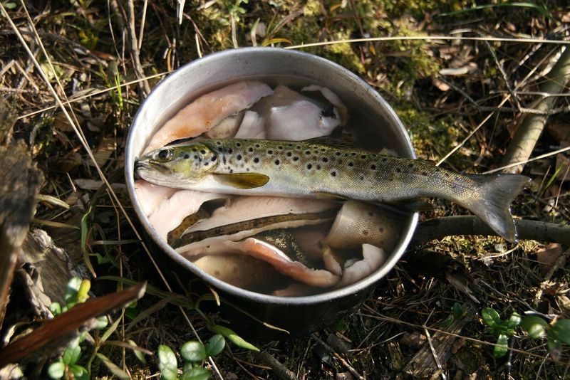 Păstrăvării Maramureș