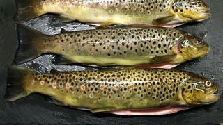 Topul celor mai bune păstrăvării din Maramureș