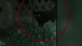 VIDEO Pantera neagră bântuie sudul țării. Localnicii au chemat jandarmii 