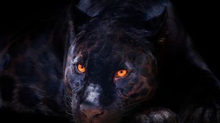 VIDEO &Icirc;n ce localități din Rom&acirc;nia ar fi fost văzută pantera neagră care ar fi dispărut din Bulgaria: După Giurgiu, alerta s-a dat și &icirc;n județul Teleorman