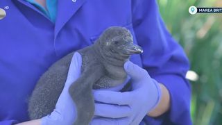 VIDEO Pui de pinguini Humboldt, noua atracție de la zoo