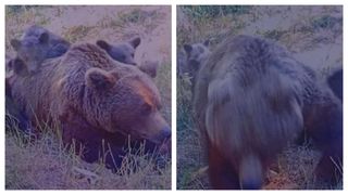 Turistul ucis de urs și-a fotografiat atacatorul chiar &icirc;nainte de tragedie