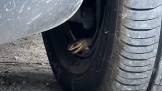 Un șofer din România a găsit un șarpe în anvelopă. Ce a făcut apoi