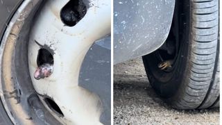 Un șofer a găsit un șarpe în anvelopă